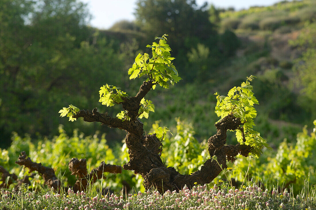 Weinstöcke im Kouris Tal am Fuss des Troodos Gebirge, Zypern