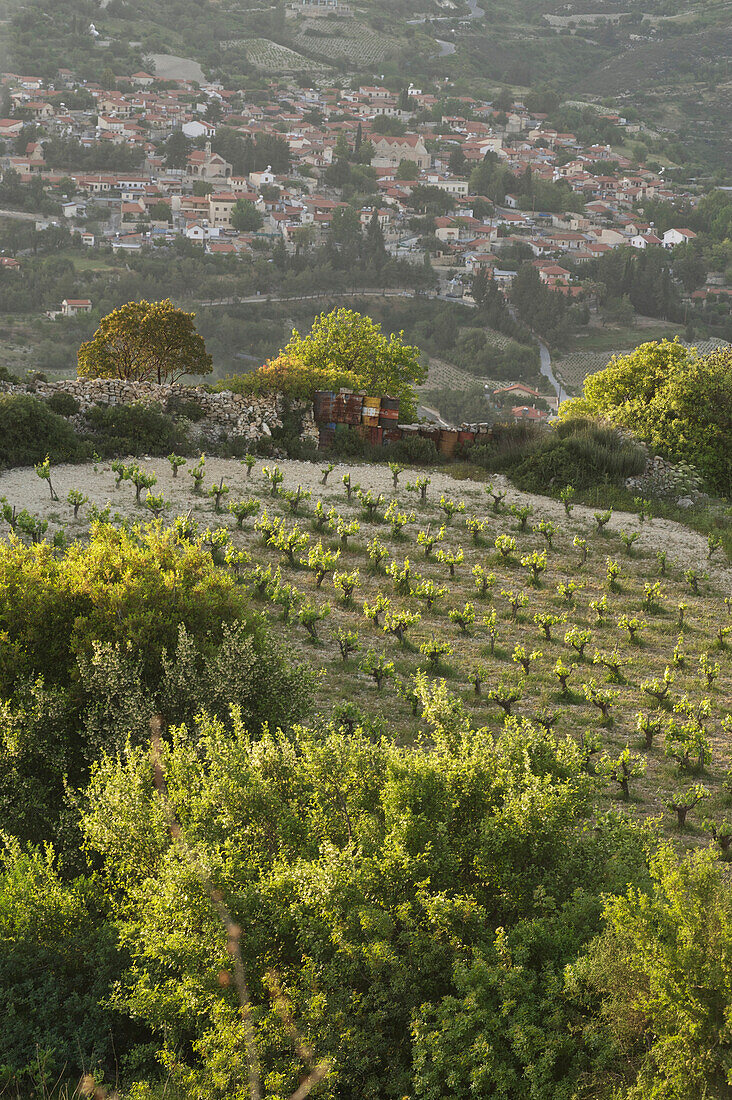 vineyard in Kouris valley south of the Troodos mountains, Cyprus