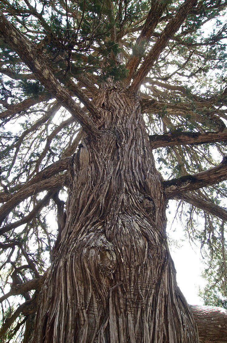 Very old cedar tree with fringed Bark on the Olympos mountain, Troodos mountains, Cyprus