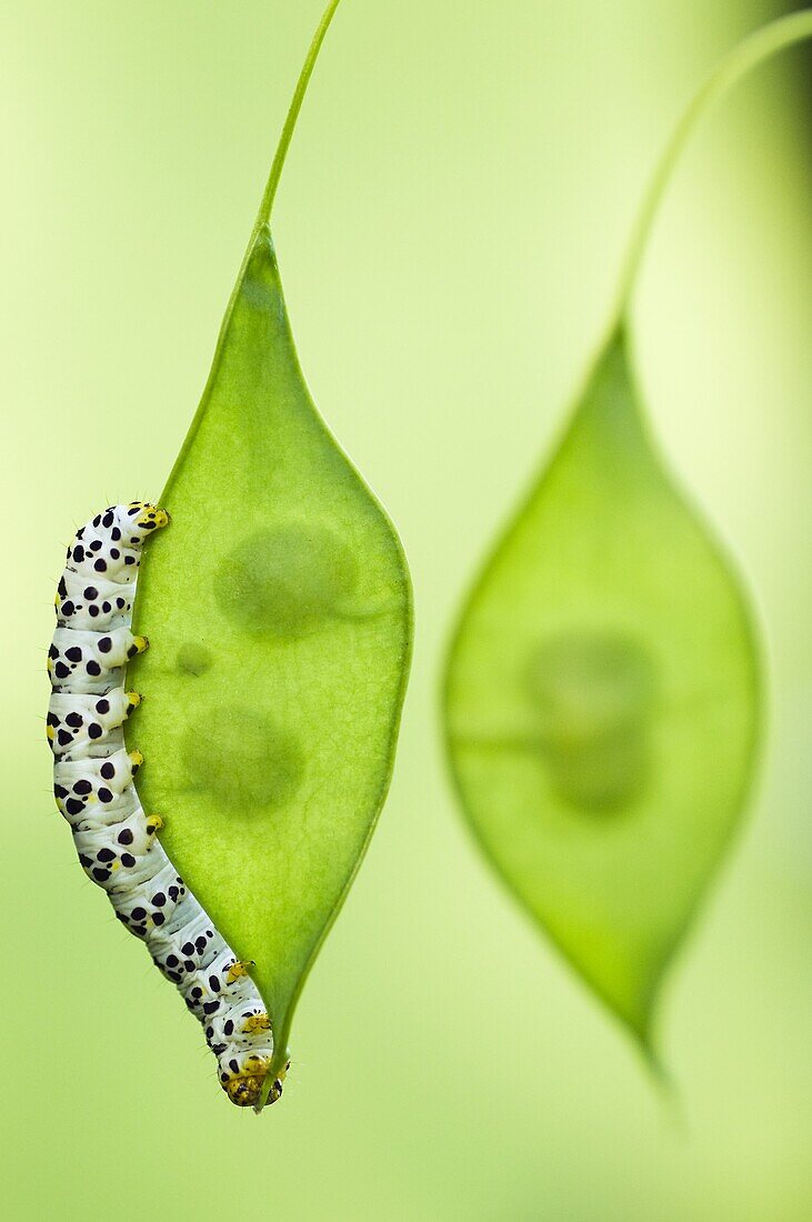 Water Betony Moth (Shargacucullia scrophulariae) caterpillar, Nijmegen, Netherlands
