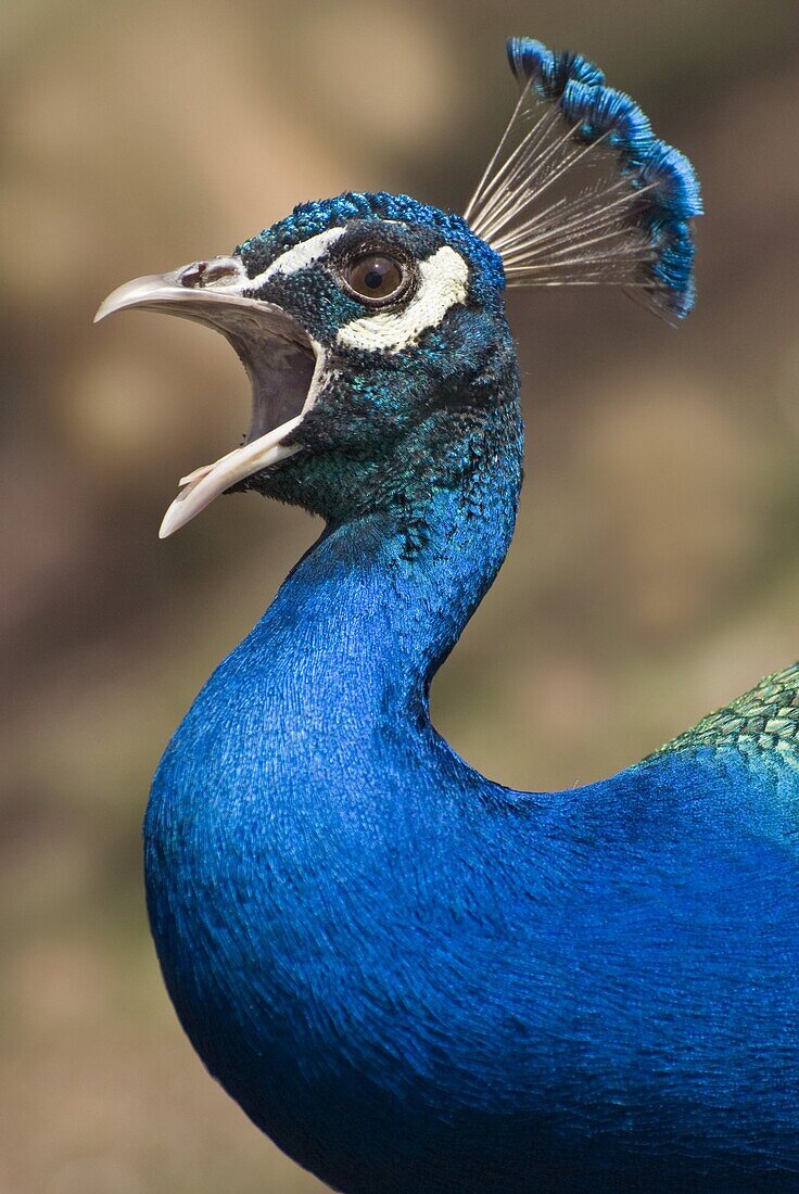Indian Peafowl (Pavo cristatus) male screaming, Anholt, Germany