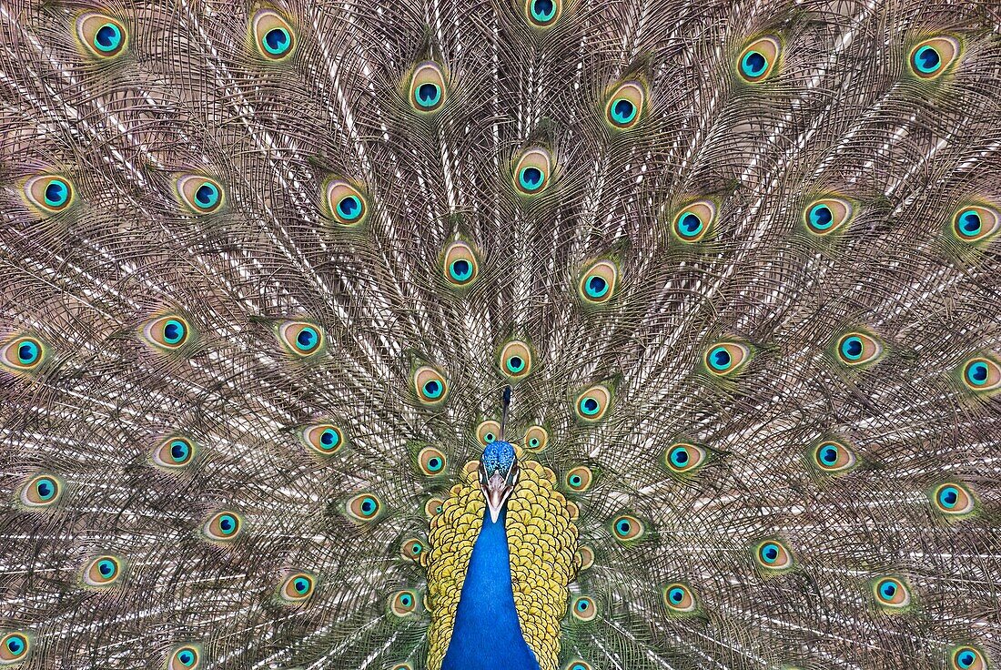 Indian Peafowl (Pavo cristatus) male displaying, Anholt, Germany