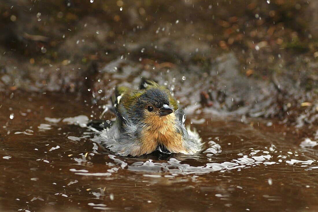 Chaffinch (Fringilla coelebs) bathing, Madeira, Portugal