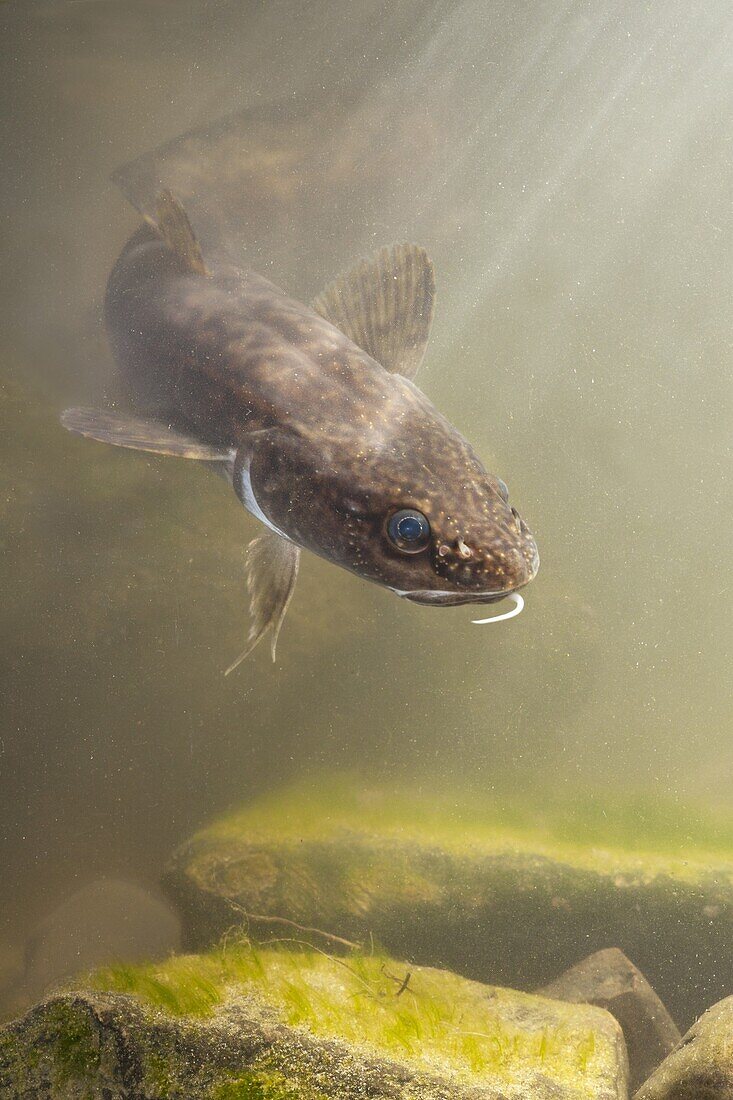 American Burbot (Lota lota), Netherlands