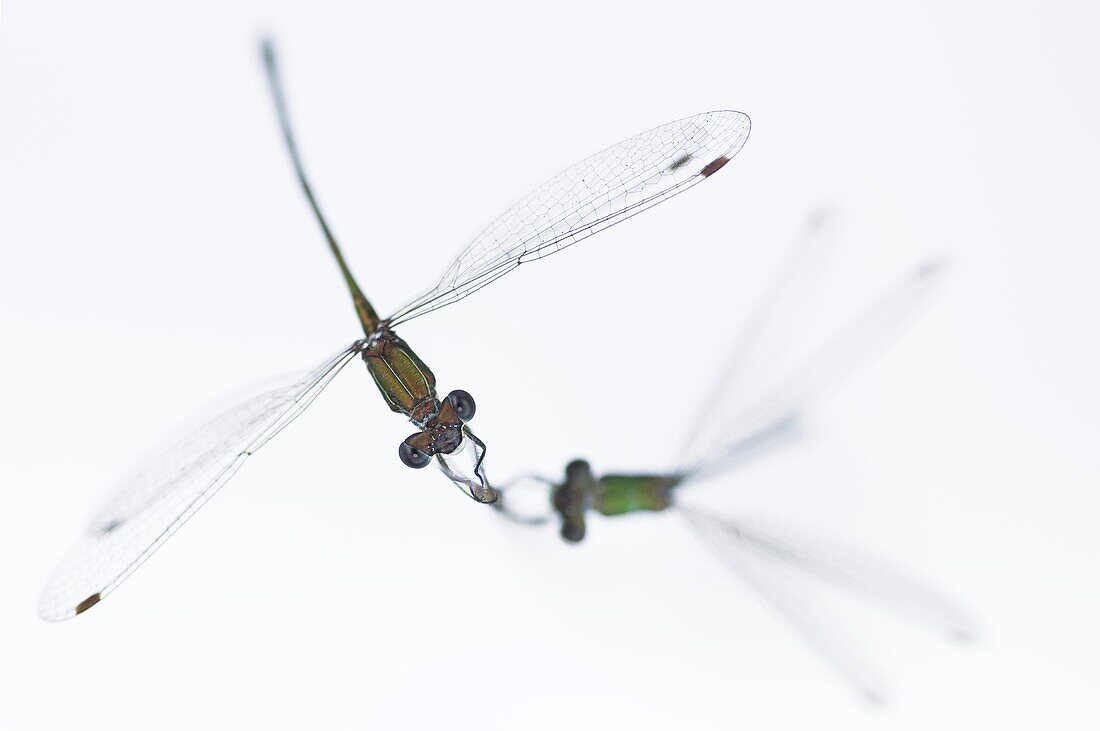 Spreadwing (Lestidae) damselfly pair on reed, Nijmegen, Netherlands