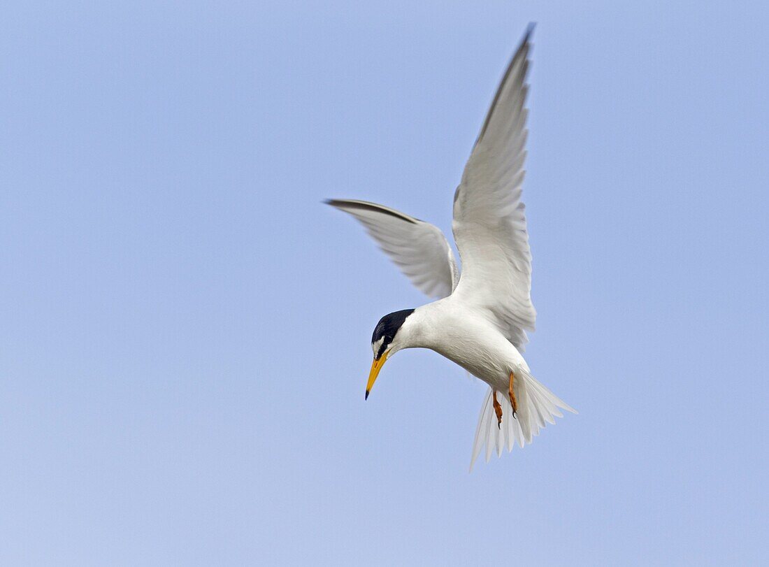 Little Tern (Sternula albifrons) hunting for fish, Lesvos, Greece