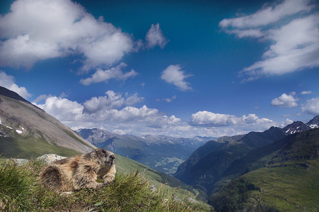 Alpine Marmot (Marmota marmota), Hohe Tauern National Park, Austria
