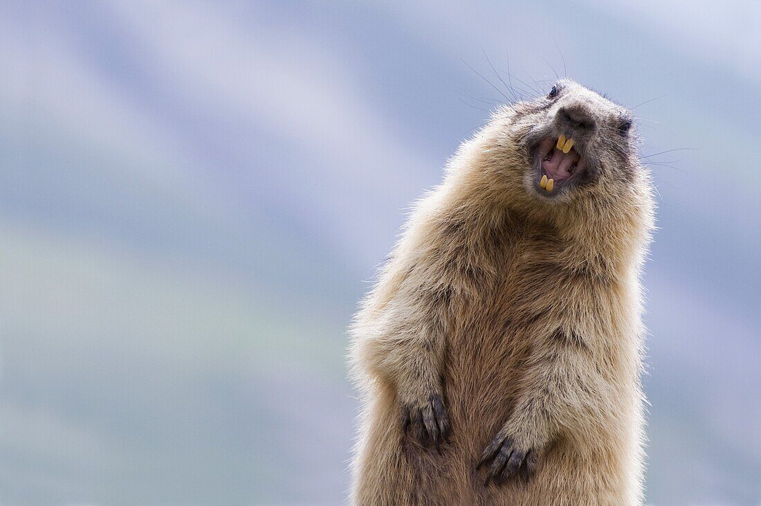 Alpine Marmot (Marmota marmota) calling, Hohe Tauern National Park, Austria