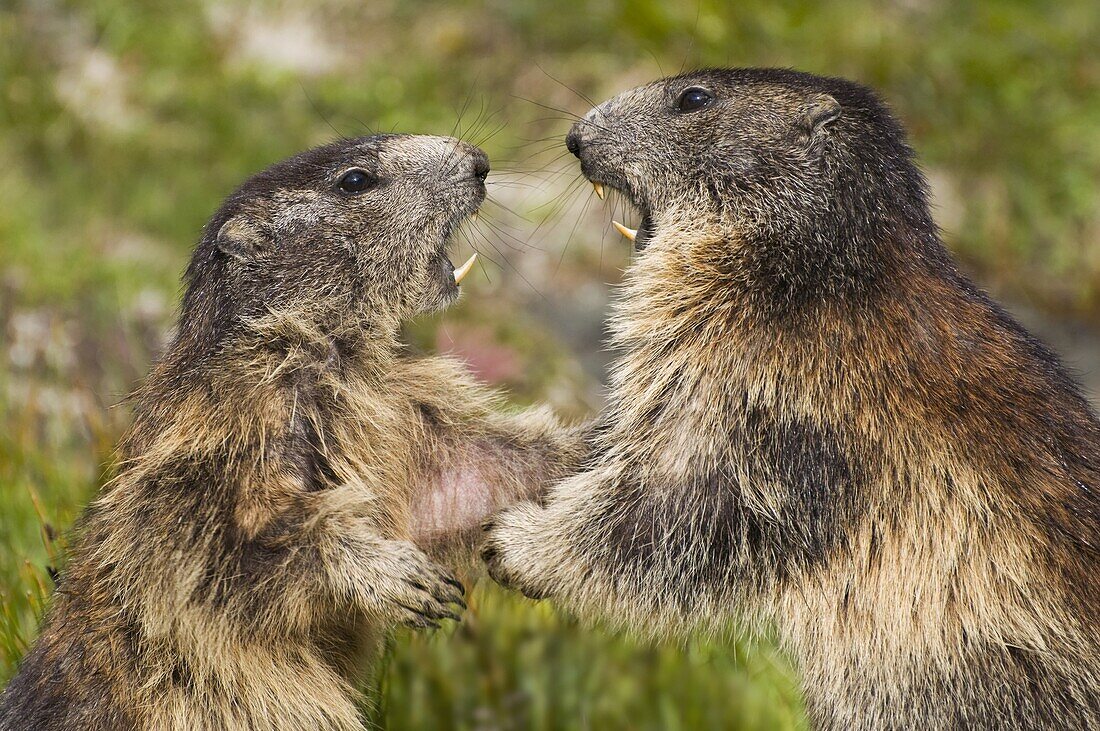 Alpine Marmot (Marmota marmota) fighting, Hohe Tauern National Park, Austria