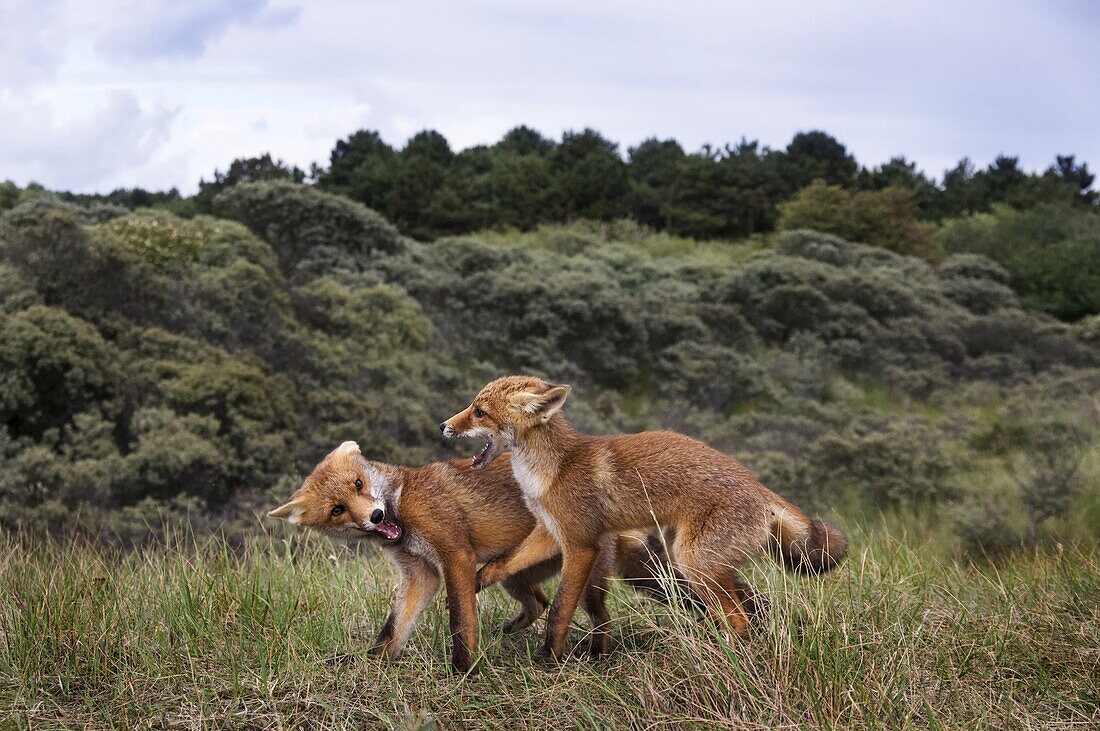 Red Fox (Vulpes vulpes) juveniles competing for social rank, Amsterdam, Netherlands