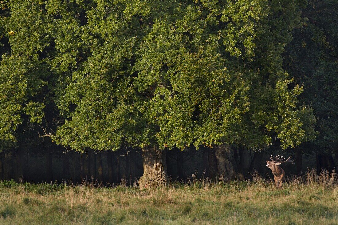 Red Deer (Cervus elaphus) bugling, Kopenhagen, Denmark