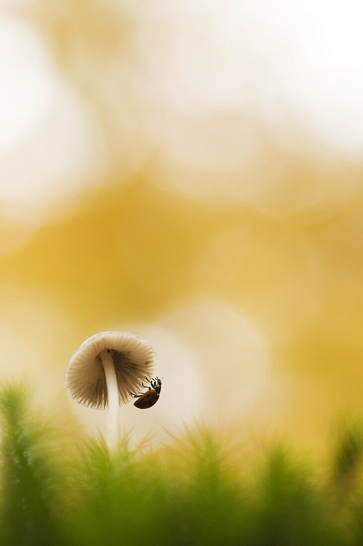 Seven-spotted Ladybird (Coccinella septempunctata) on a mushroom, Arnhem, Netherlands