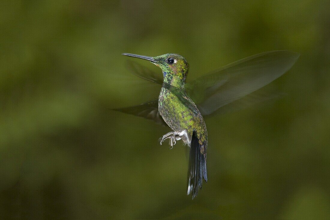 Green-crowned Brilliant (Heliodoxa jacula) hovering, Monteverde, Costa Rica