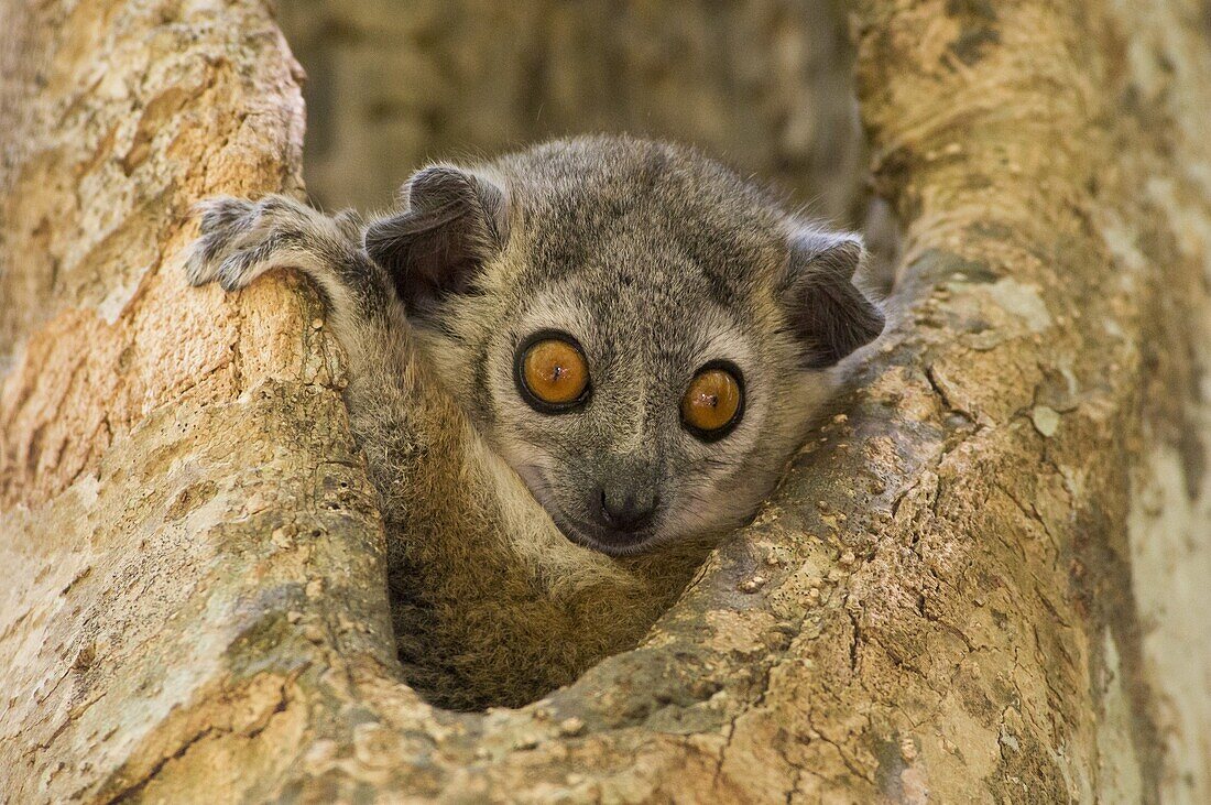 White-footed Sportive Lemur (Lepilemur leucopus) peering out of tree hollow, Berenty Reserve, Madagascar