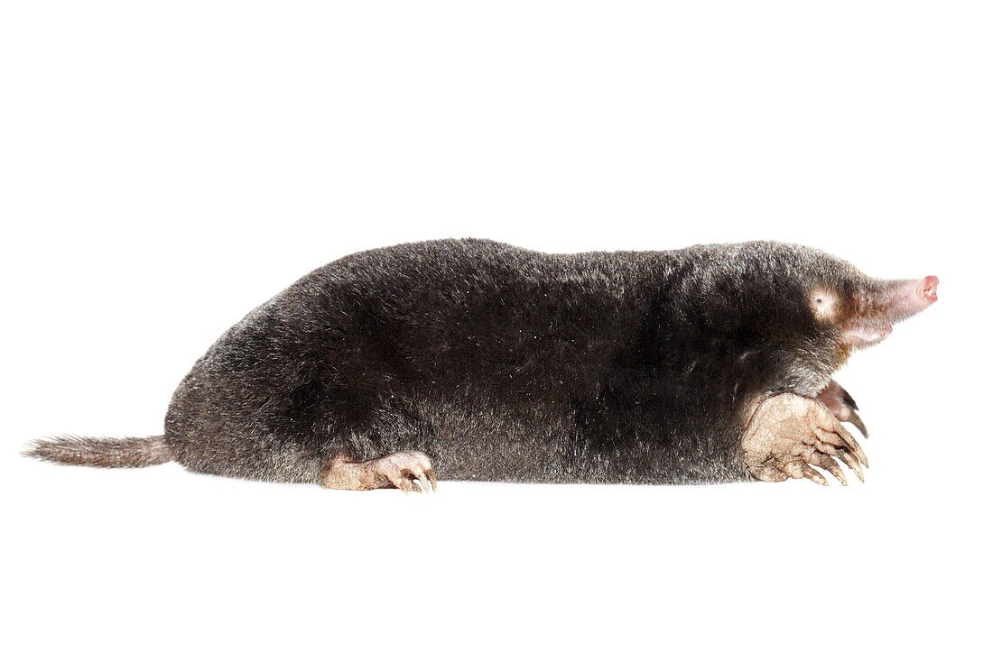 European Mole (Talpa europaea), Nijmegen, Netherlands