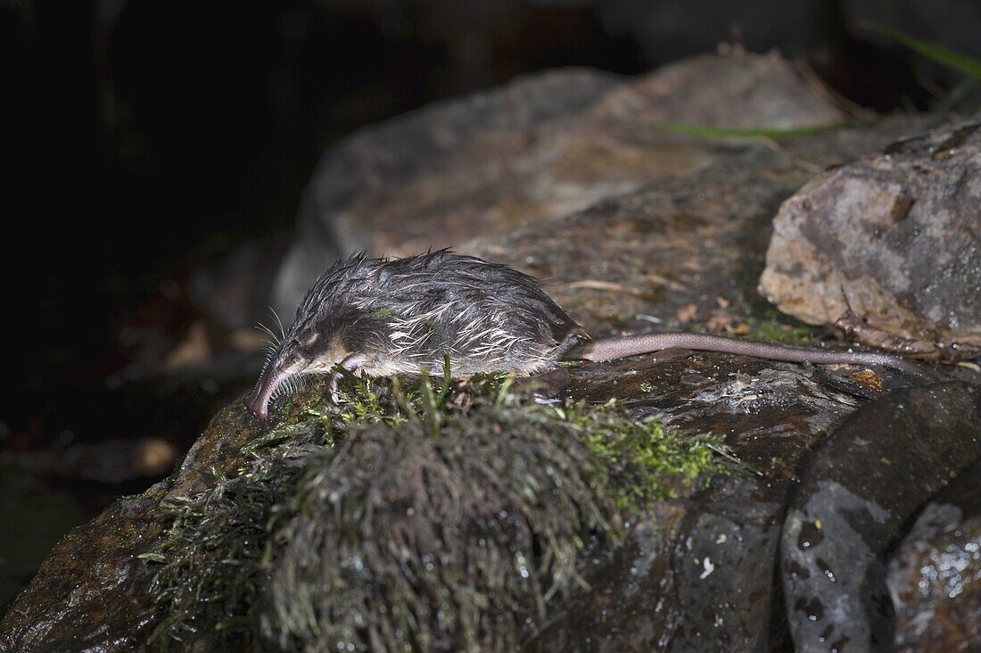 Pyrenean Desman (Galemys pyrenaicus)