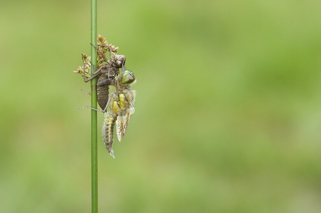 Four-spotted Chaser (Libellula quadrimaculata) dragonfly undergoing metamorphosis, 4 in a series of 7, Nijmegen, Netherlands