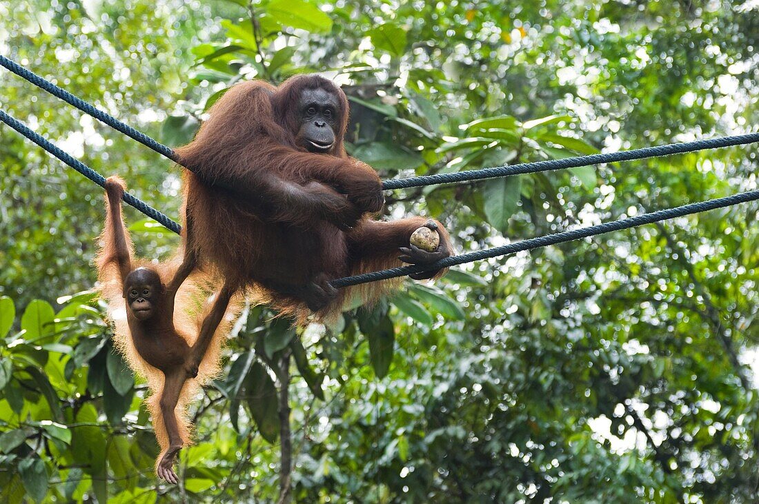 Orangutan (Pongo pygmaeus) mother with young, Semengoh Forest Reserve, Malaysia