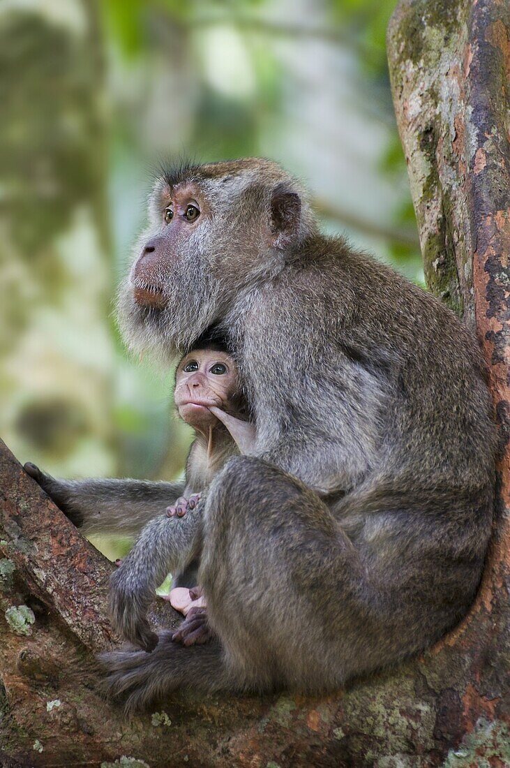 Long-tailed Macaque (Macaca fascicularis) mother and young, Bako National Park, Malaysia