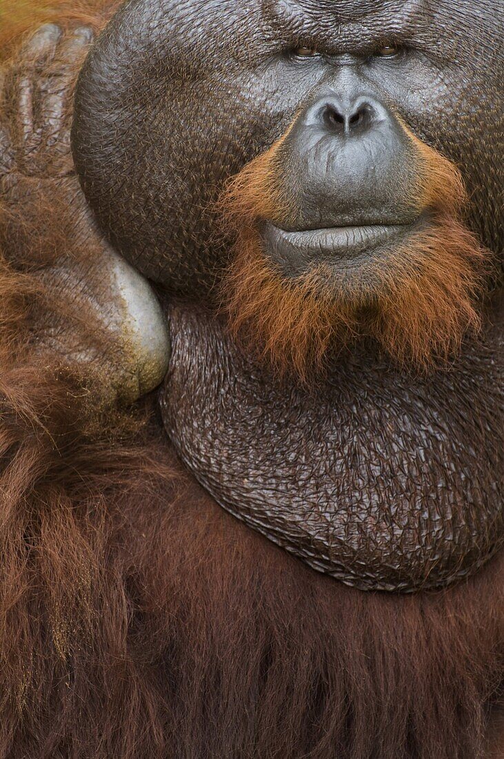 Orangutan (Pongo pygmaeus) dominant male, Matang Wildlife Centre, Malaysia