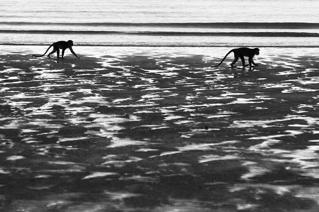 Long-tailed Macaque (Macaca fascicularis) pair searching for crabs on mudflat, Bako National Park, Sarawak, Borneo, Malaysia