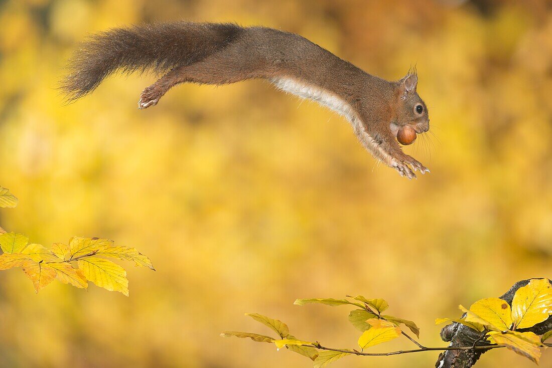 Eurasian Red Squirrel (Sciurus vulgaris) carrying a hazelnut, Hof van Twente, Netherlands