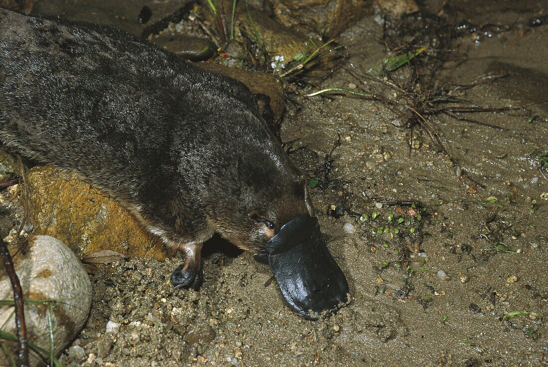 Platypus (Ornithorhynchus anatinus) crawling up to burrow, native to Australia