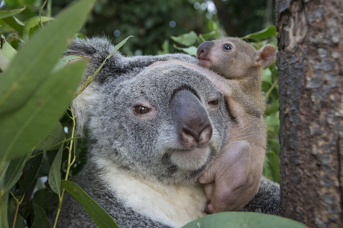 Koala (Phascolarctos cinereus) mother and five month old joey, Queensland, Australia,sequence 2 of 3
