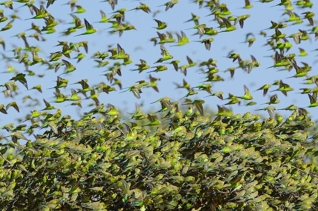 Budgerigar (Melopsittacus undulatus) flock taking flight from tree, Western Australia, Australia