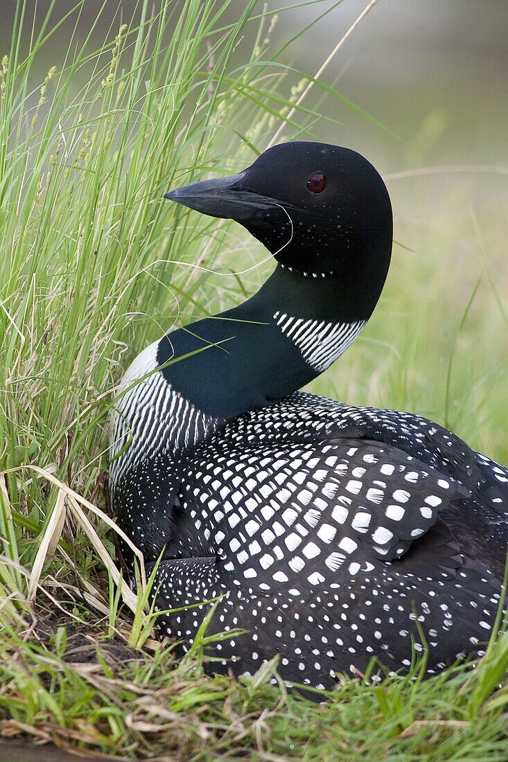 Common Loon (Gavia immer) in defensive posture on nest, Kenora, Ontario, Canada