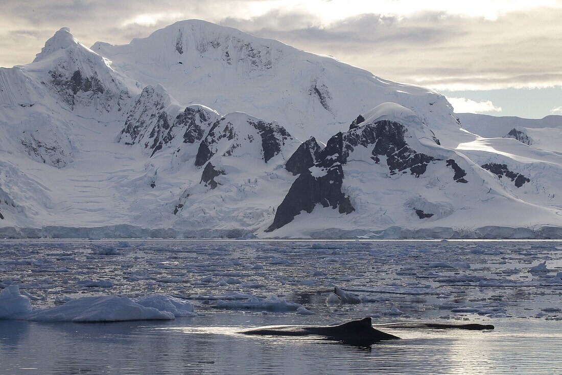 Humpback Whale (Megaptera novaeangliae) surfacing near coast, Gerlache Strait, Antarctic Peninsula, Antarctica