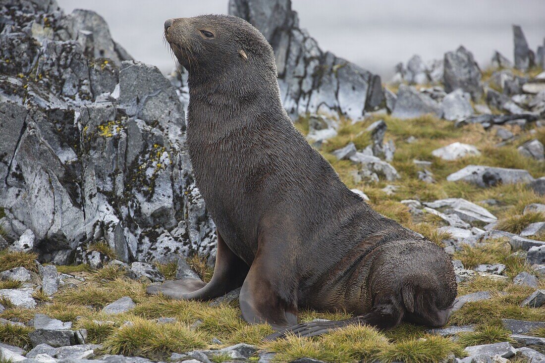 Antarctic Fur Seal (Arctocephalus gazella) male, Torgersen Island, Antarctica
