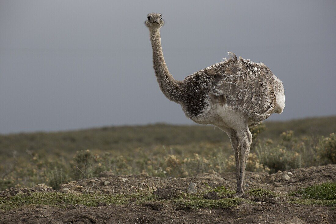 Lesser Rhea (Rhea pennata) in pampas, Punta Arenas, Chile