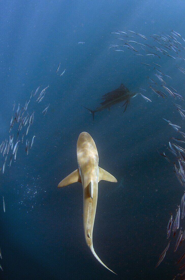 Bronze Whaler Shark (Carcharhinus brachyurus) hunting Pacific Sardines (Sardinops sagax), Eastern Cape, South Africa