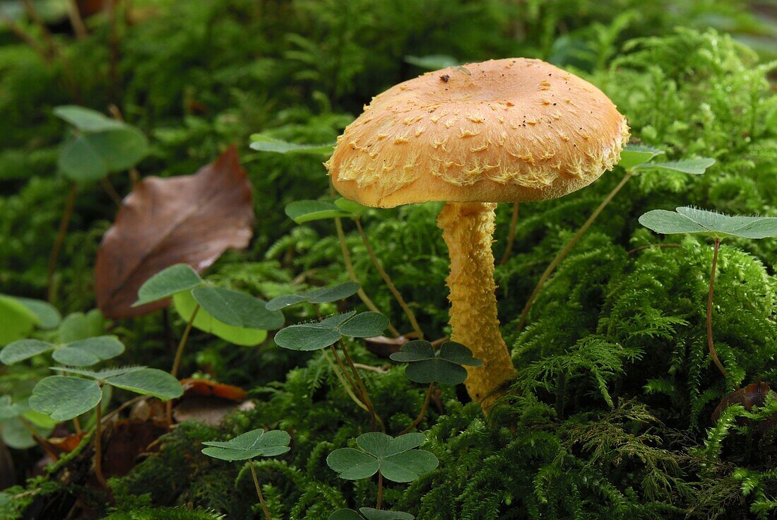 Flaming Pholiota (Pholiota flammans) mushroom, Black Forest, Germany