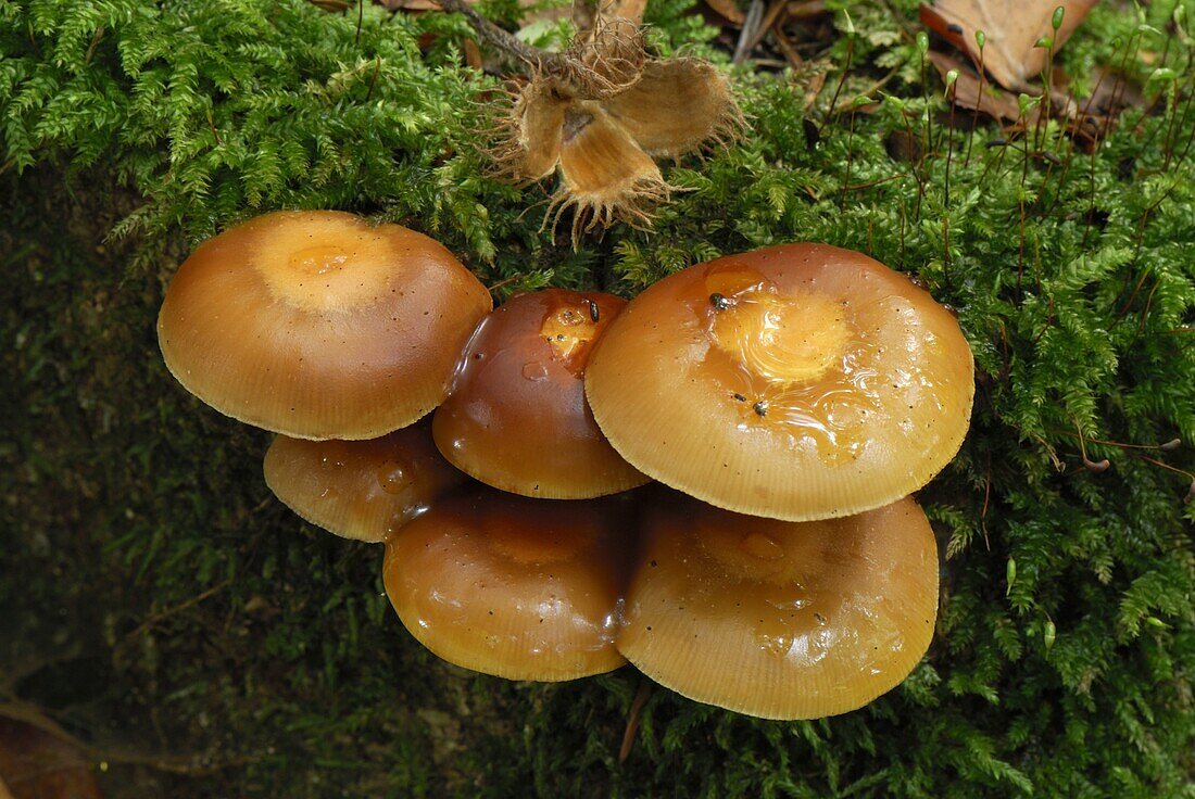 Sheathed Woodtuft (Kuehneromyces mutabilis) mushroom, Black Forest, Germany