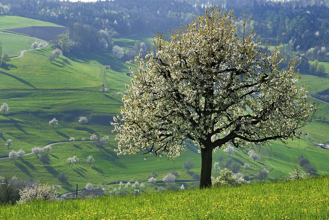Sweet Cherry (Prunus avium) tree blooming, Switzerland