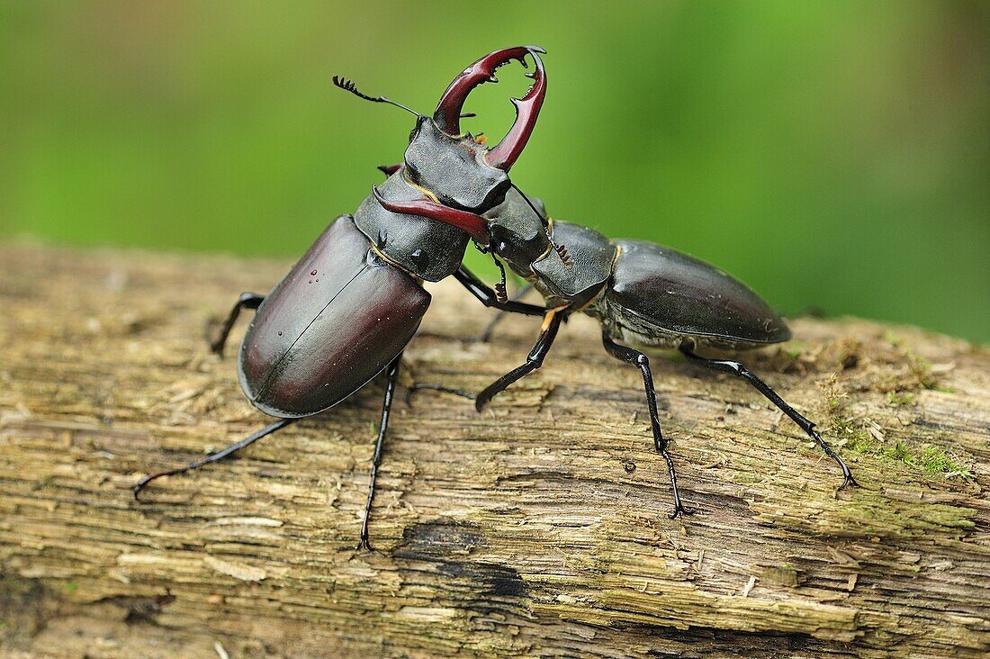 Stag Beetle (Lucanus cervus) males fighting, Switzerland