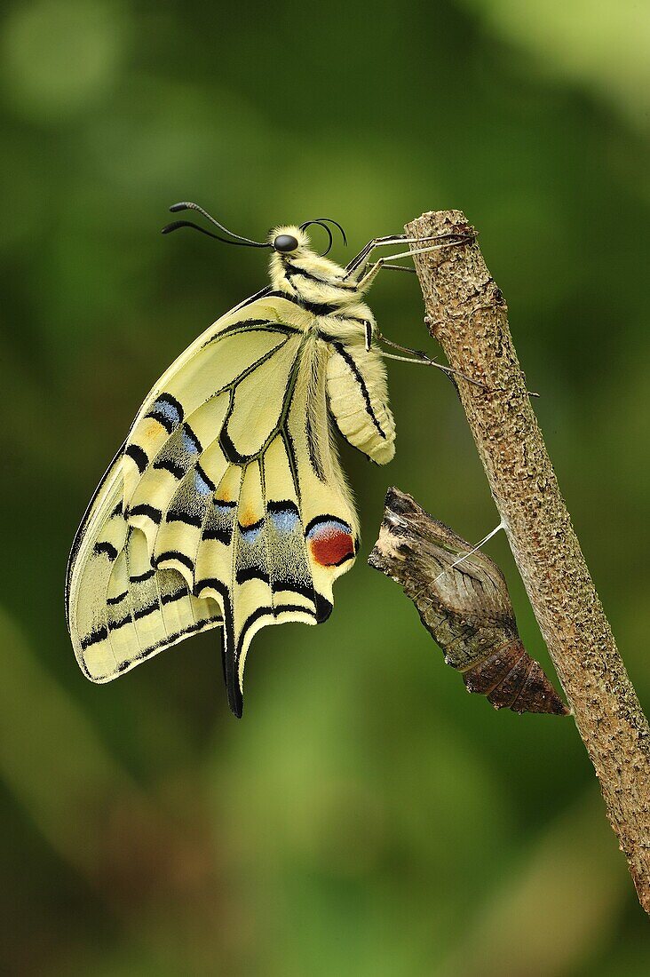 Oldworld Swallowtail (Papilio machaon) butterfly, newly emerged adult, Switzerland, sequence 8 of 8