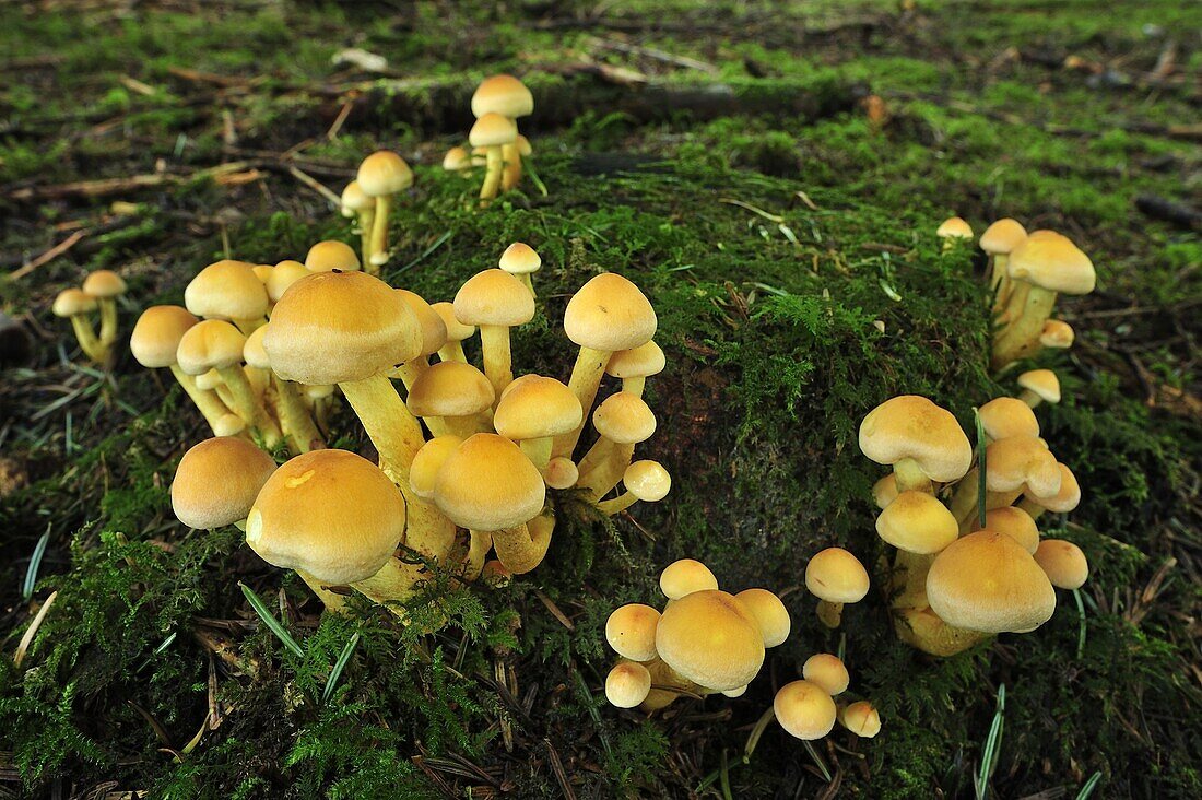 Sulphur Tuft (Hypholoma fasciculare) mushroom, Switzerland