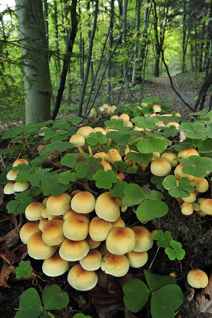 Fungus (Hypholoma sublateritium), Switzerland