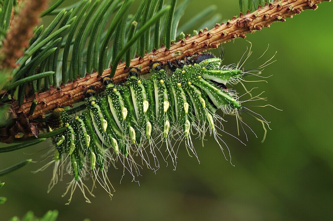 Chinese Moon Moth (Actias dubernardi) caterpillar mimicking pine needles, China