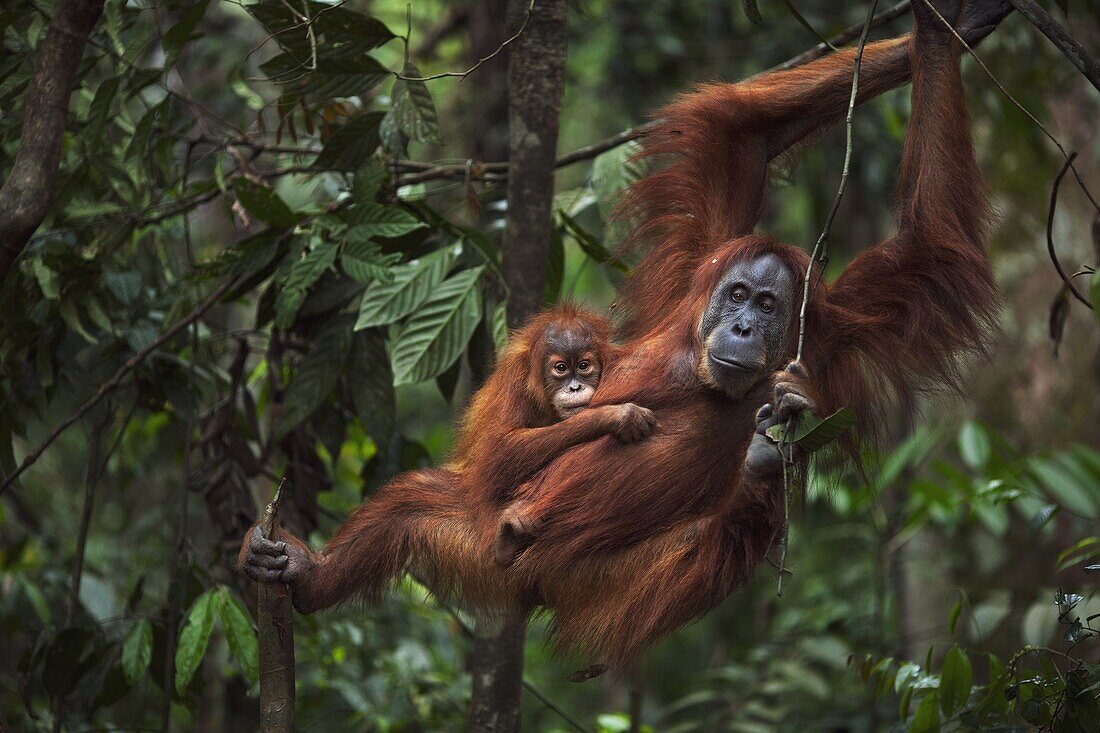 Sumatran Orangutan (Pongo abelii) twenty-four year old female, named Ratna, swinging through trees with female baby, named Global, Gunung Leuser National Park, Sumatra, Indonesia