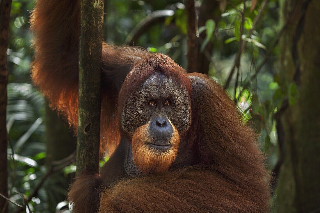 Sumatran Orangutan (Pongo abelii) twenty-six year old male, named Halik, in tree, Gunung Leuser National Park, Sumatra, Indonesia