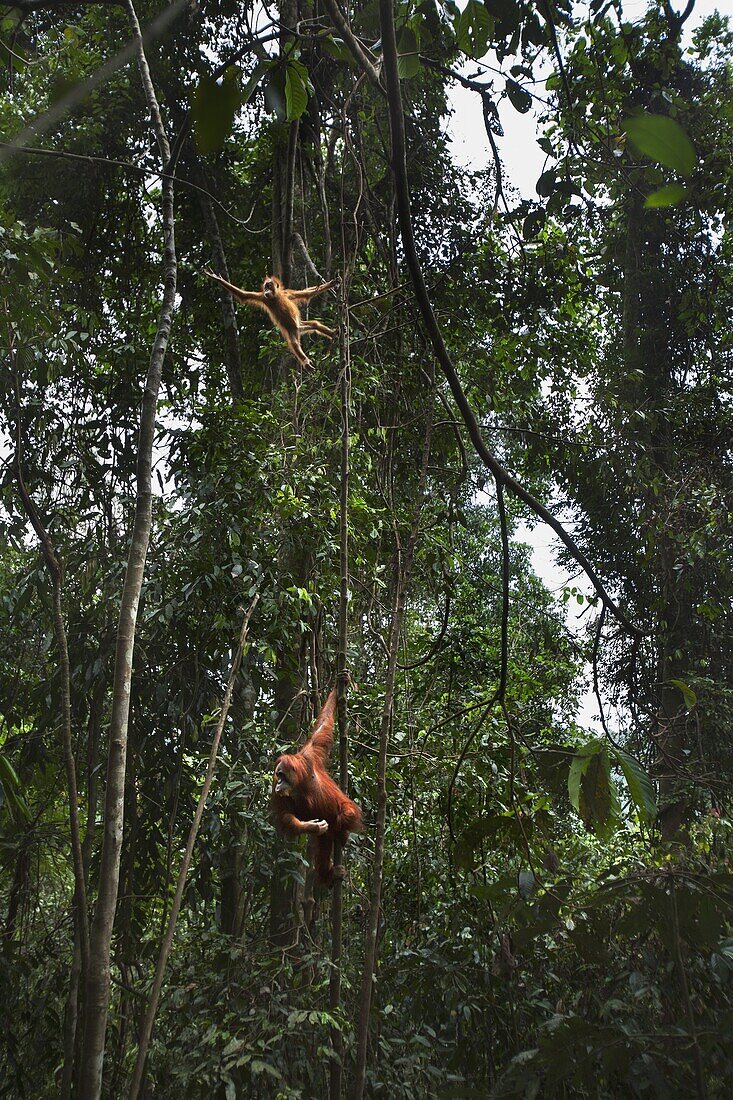 Sumatran Orangutan (Pongo abelii) twenty-four year old female, named Ratna, hanging in tree with baby, Gunung Leuser National Park, Sumatra, Indonesia
