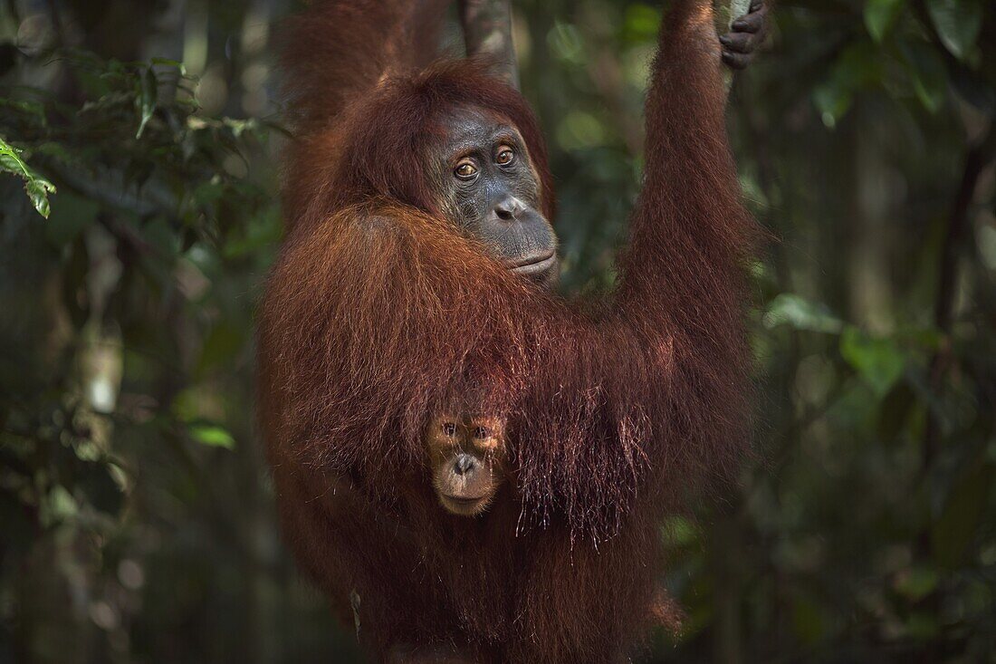 Sumatran Orangutan (Pongo abelii) sixteen year old female, named Jaki, in tree with female baby, named Jodi, Gunung Leuser National Park, Sumatra, Indonesia