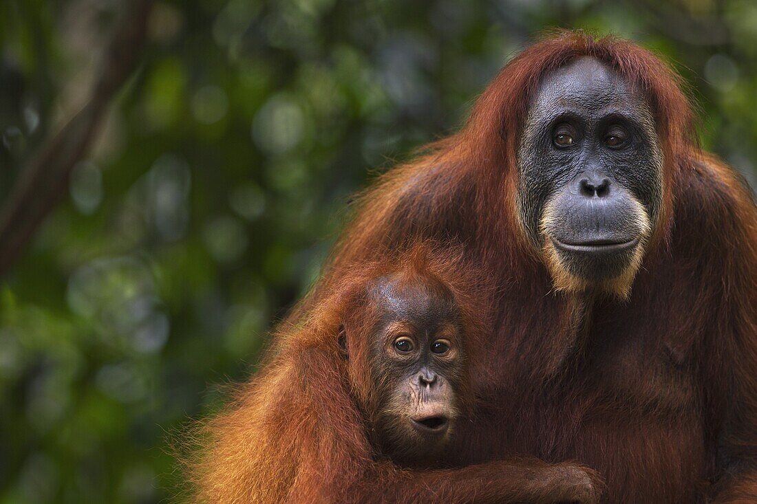 Sumatran Orangutan (Pongo abelii) twenty-four year old female, named Ratna, with female baby, named Global, Gunung Leuser National Park, Sumatra, Indonesia