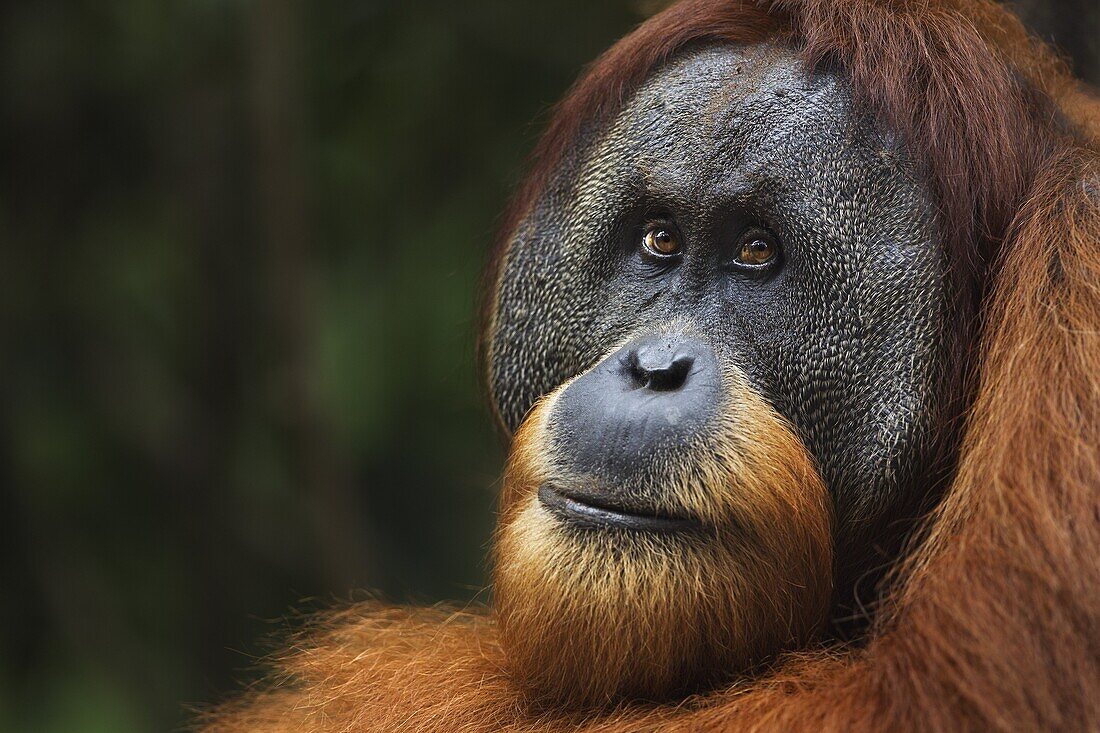 Sumatran Orangutan (Pongo abelii) twenty-six year old male, named Halik, Gunung Leuser National Park, Sumatra, Indonesia