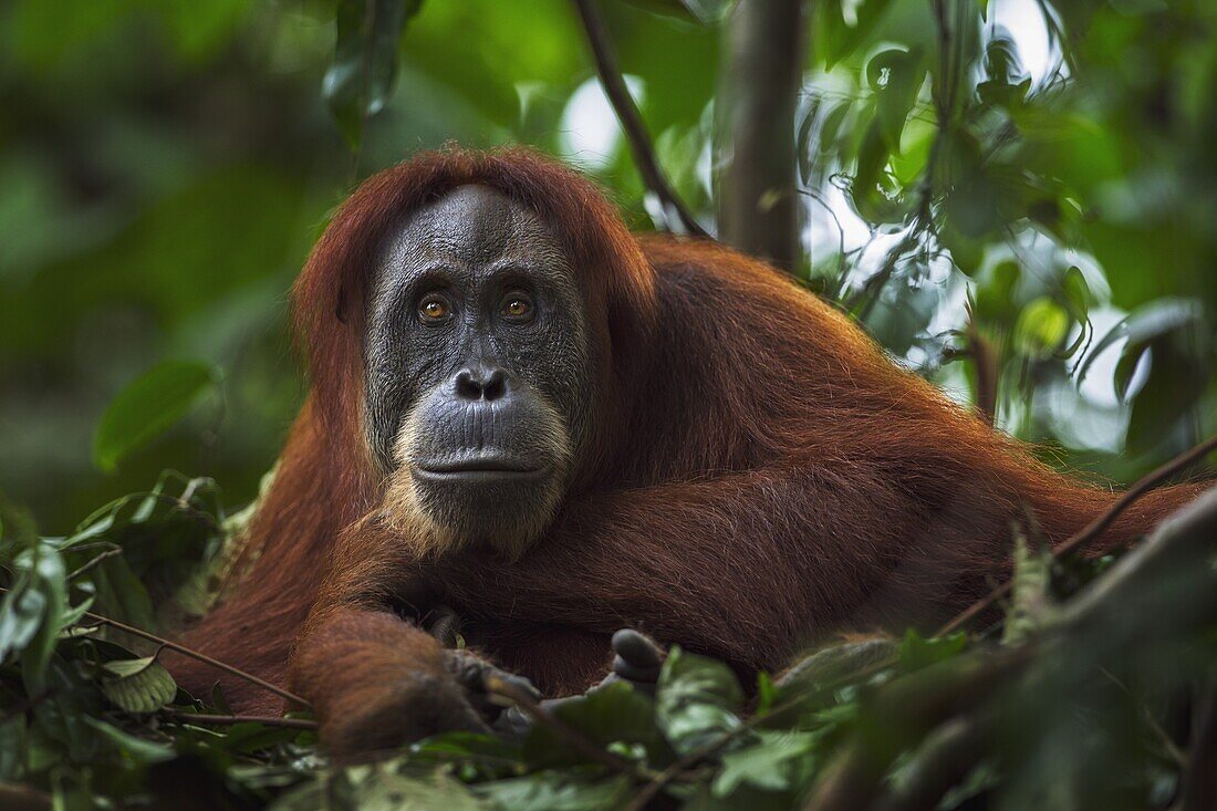 Sumatran Orangutan (Pongo abelii) twenty-four year old female, named Ratna, in day nest, Gunung Leuser National Park, Sumatra, Indonesia