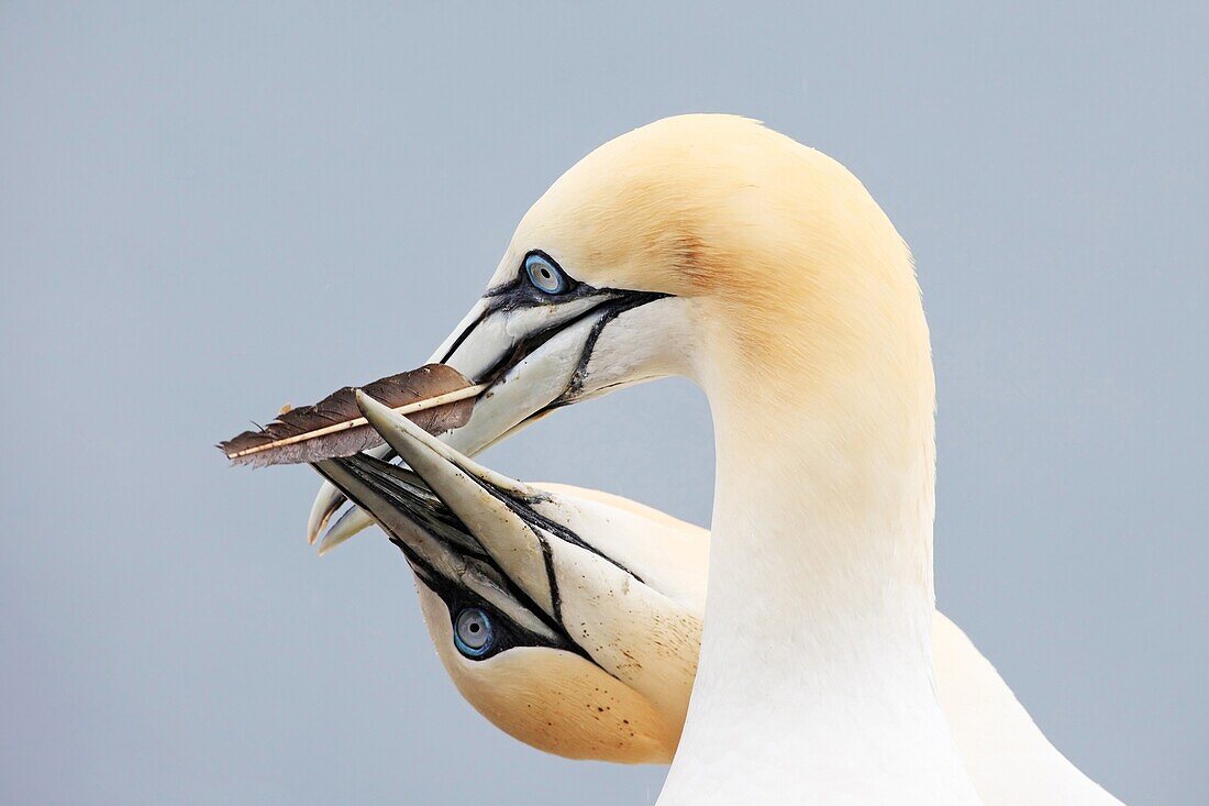 Northern Gannet (Morus bassanus) pair in courting display, Bass Rock, Scotland, United Kingdom